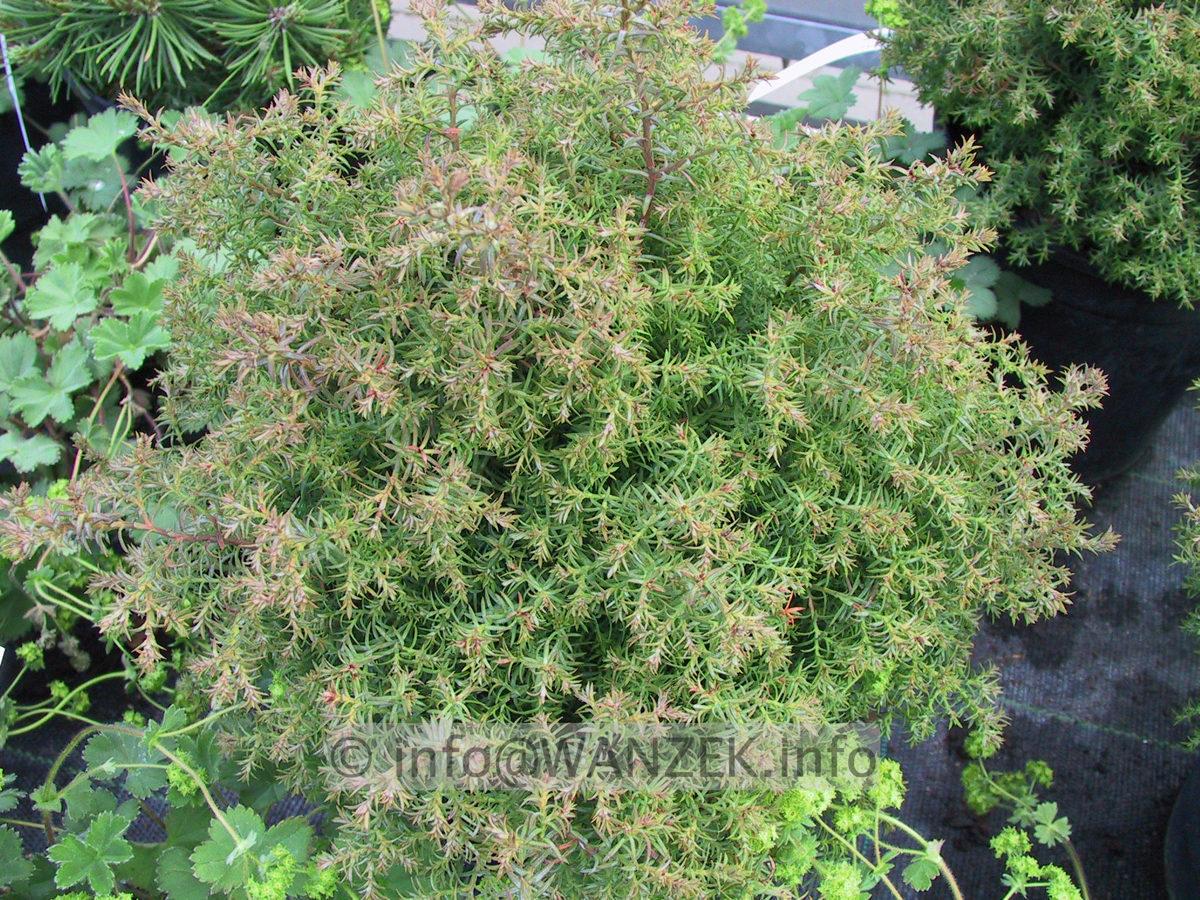 Chamaecyparis obtusa Erika 01.JPG